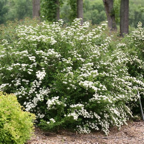 Adding a Touch of Winter Magic with Spirea Plants